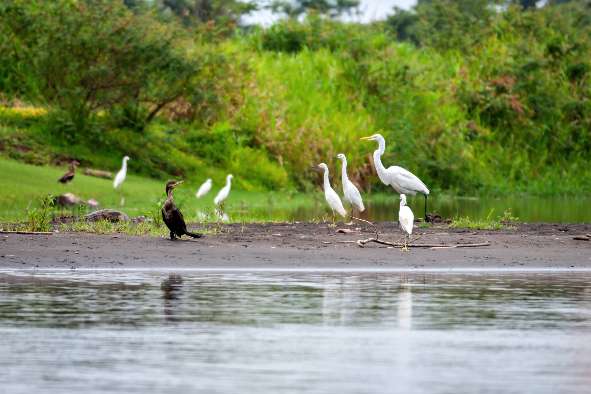 Silberreiher (groß), Schmuckreiher (klein) und Kormoran